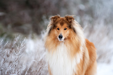 Portrait of a beautiful red fluffy dog collie on the background of the winter forest. Dog standing on the grass covered with frost - obrazy, fototapety, plakaty