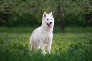 Beautiful fluffy white Swiss Shepherd. The dog stands in a field on a green background blurred garden.