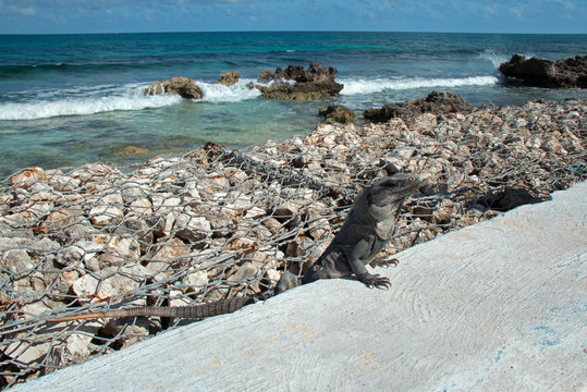 Lesser Antillean Iguana on seawall on Isla Mujeres Mexico coastline - Isla Mujeres is a small island just off the coast from Cancun