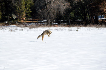 Fototapeta na wymiar Coyote in Snow Jumping Hunting Mice