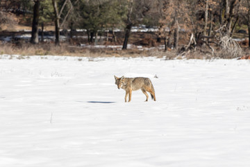 Fototapeta na wymiar Coyote in Snow