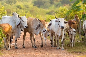 Asian cows herd