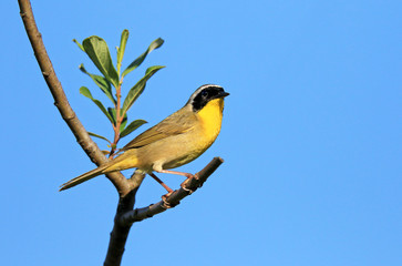 Common Yellowthroat, Male, British Columbia, Canada