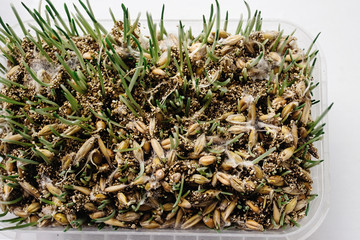 green new seed germinates from soil, spring time, new life, eco