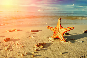 Naklejka na ściany i meble Starfish on a beach