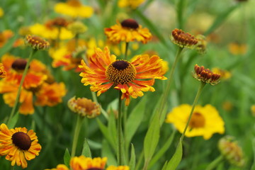 Helenium - Sonnenbraut