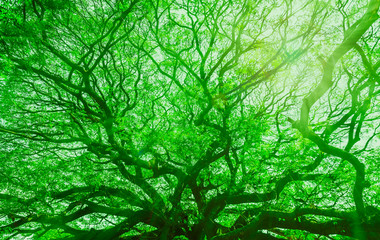 tree with sun in the forest use for abstract background texture