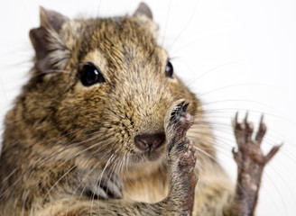 degu rodent