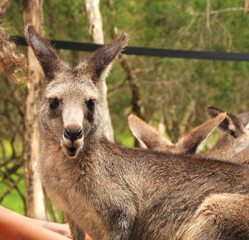 Fototapeta premium Kangaroo