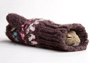 mouse in mitten