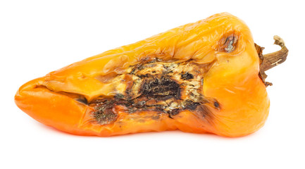 Rotten orange bell pepper isolated
