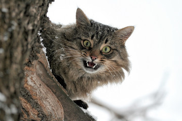 Mewing cat sits on a tree