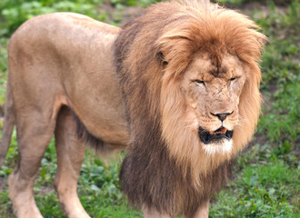 Fototapeta na wymiar African lion