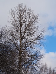 birch against the blue winter sky