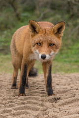 Red fox