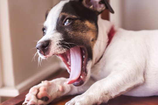 Puppy yawn.