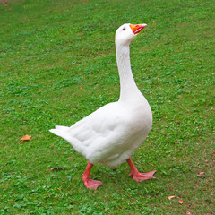 A white goose on green grass.