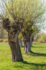 Pierwsze wiosenne liście na wierzbach © jakubczajkowski