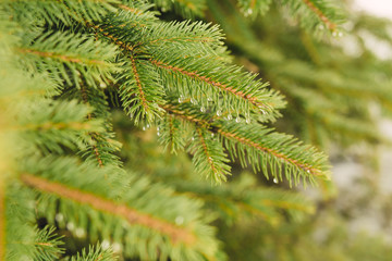 Fir-tree branch with water droplets