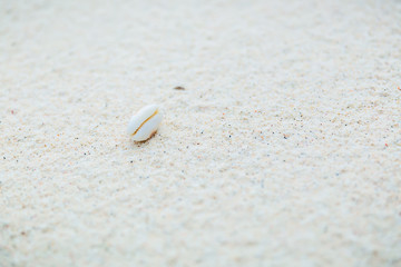 White sand and shell