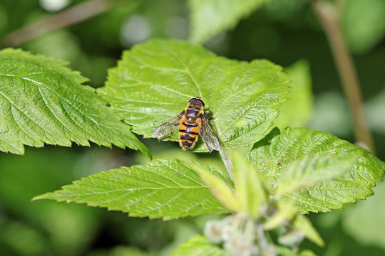 Yellow striped hoverfly wings spread landing on a green leaf.