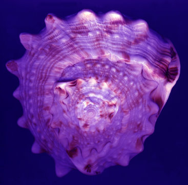 Sacred sacred geometry in a spiral shell