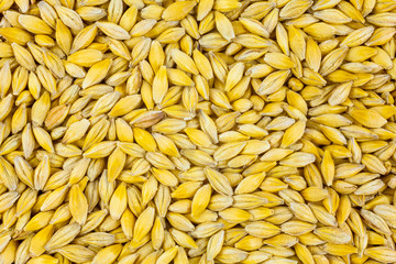 Natural oat grains background
