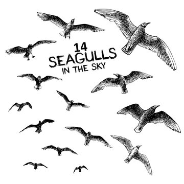 14 seagulls in the sky, engraved style hand drawing vector illustration