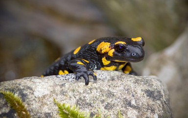 огненная саламандра