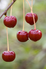 Вишни на ветке после дождя.