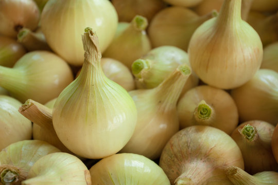 Beautiful onion close-up on a background of natural onion pile