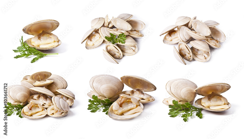 Canvas Prints clams set isolated on white background - Canvas Prints