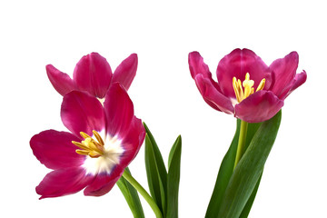 Tulip flowers isolated on white background