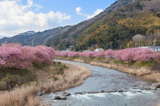The Kawazu-zakura cherry blossoms, the most famous early flowering variety of cherry blossoms, at Kawazu riverside, Shizuoka, Japan. This place is the most famous Kawazu-zakura viewing spot in Japan.