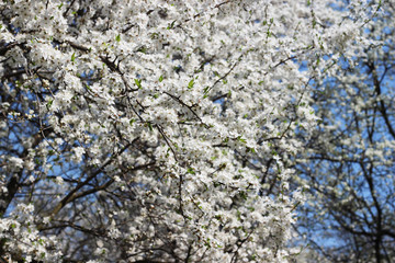 blooming cherry tree 