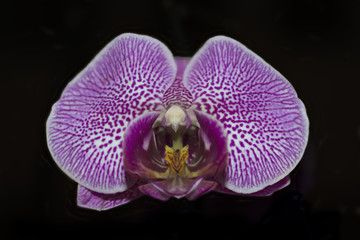 Fototapeta na wymiar Nahaufnahme einer violetten Orchidee