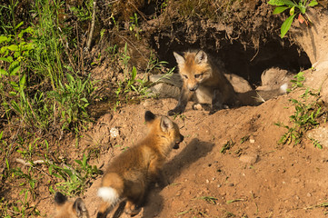 Red Fox Kit (Vulpes vulpes) Watches Others Run Up to Den