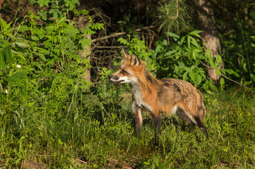 Naklejka na ściany i meble Red Fox Vixen (Vulpes vulpes) With Piece of Meat