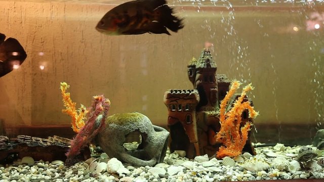 Parrot fish and Astronotus in ornamental aquarium