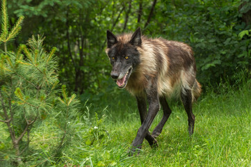 Black Phase Grey Wolf (Canis lupus) Trots Forward