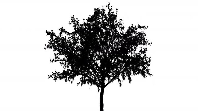 Peachtree With Flowers Spring Small Tree Silhouette Animated Tree is Swaying at The Wind Thin Trunk Branches are Staggering Leaves are Fluttering