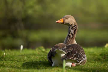 Greylag Goose, goose 