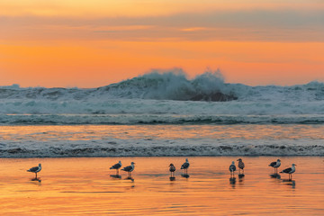 Naklejka premium Gulls on the beach in the rays of the setting orange sun against the backdrop of stormy ocean