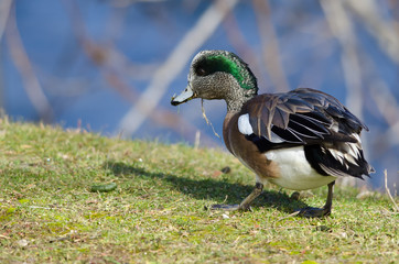 American Wigeon Feasting on the First Grass of Spring