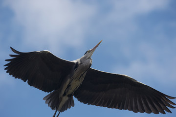 Obraz premium Grey Heron, Ardea cinerea 