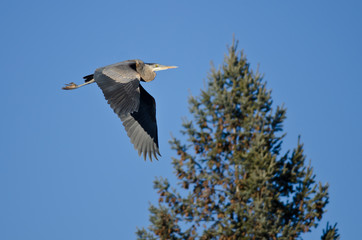 Great Blue Heron Flying Past an Evergreen Tree