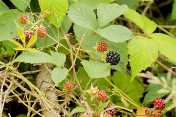 blackberries on a branch
