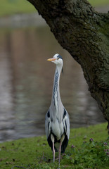 Grey Heron, Ardea cinerea 