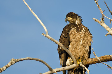 Young Bald Eagle Surveying the Area While Perched High in a Barren Tree