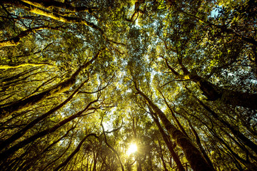 Fototapeta premium Beautiful evergreen forest in Garajonay national park on La Gomera island. Wide angle view with copy space